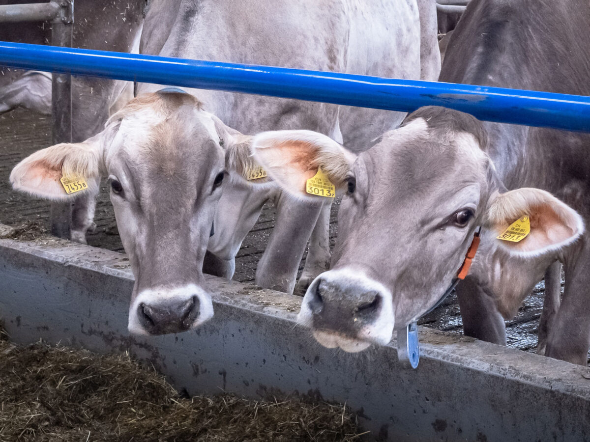 Energieoptimierung in der Landwirtschaft - Kühe im Stall mit neuer Gebäudetechnik